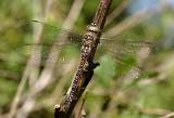  Migrant Hawker 