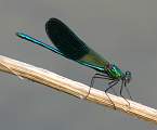  Male Banded Demoiselle 