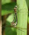  Mating pair of  Orange-spotted Emeralds 