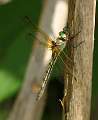  Female Orange-spotted Emerald 