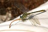  A Western Clubtail 