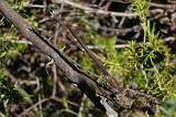  Female Winter Damselfly 