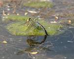  Female Emperor Dragonfly 