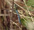  Male Emperor Dragonfly 