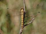  Female Black-tailed Skimmer 