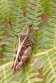  Grasshopper on a fern