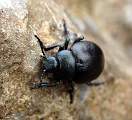  Bloody-nosed Beetle 