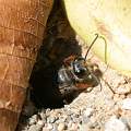  Digger Wasp in its burrow
