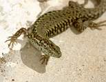  Wall lizard 