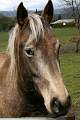  Pony (Poney in French!) at the village of Carlencas.