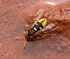  Wasp (species unknown) drinking from a puddle at Lac du Salagou