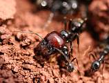  Soldier ant with smaller workers at Lac du Salagou