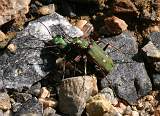  Pair of Green Tiger Beetles 