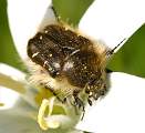  Chafer Beetle (species unknown) on Star of Bethlehem flower near St Etienne-Estranchoux