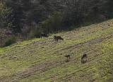  Mouflon (Corsican Wild Sheep) have been introduced on a reserve near where we live. This family group shows they are doing well.