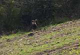  Male Mouflon, the alpha male of this small herd. Photo taken near Douch.