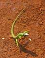  Green Lizard 