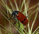  Leaf beetle 