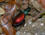  Jewel-like ground beetle (species unknown) on mountain path on Le Caroux