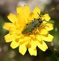  Bupestrid beetle (species unknown) in Les Gorges d'Héric