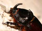  Male European Rhinoceros Beetle (