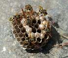  Paper Wasps (