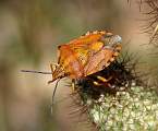  Shield Bug (