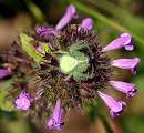  Crab Spider (