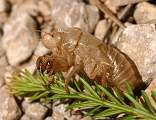  Exuvia (larval cast skin) of Cicada, Garrigue near Pézenas