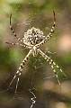  Spider of genus 