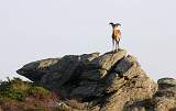  Mouflon, wild Corsican Mountain Sheep, high above the Gorge de Colombières