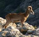  Mouflon, wild Corsican Mountain Sheep, high above the Gorge de Colombières