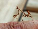  Alien on my finger! Mantis nymph 