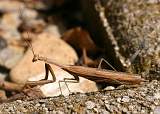  Praying Mantis 