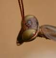  Close-up of the eye of a Praying Mantis 