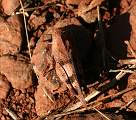  Grasshopper, Lac du Salagou. Note the near perfect match of colour to the red, rocky ground.