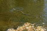  Water snake, possibly Viperine Snake 