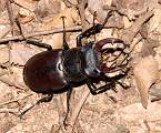  Male Stag Beetle 
