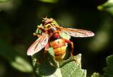  Hover-fly 