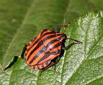  Striped Bug 