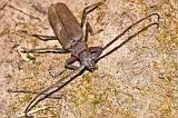  Longhorn Beetle 