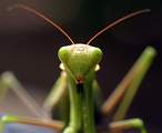  Praying Mantis close-up