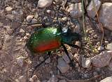  Brightly coloured ground beetle, possibly 