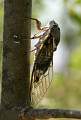  Another view of Europe's largest Cicada (