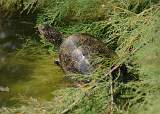  European Pond Terrapin 