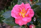  Camelia in our garden.