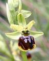  Close-up of flower of Early Spider Orchid 