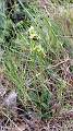  Early Spider Orchid 