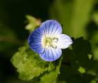  Germander Speedwell in our garden.