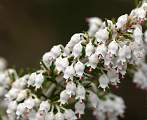  The tiny white flowers of the Tree Heath 